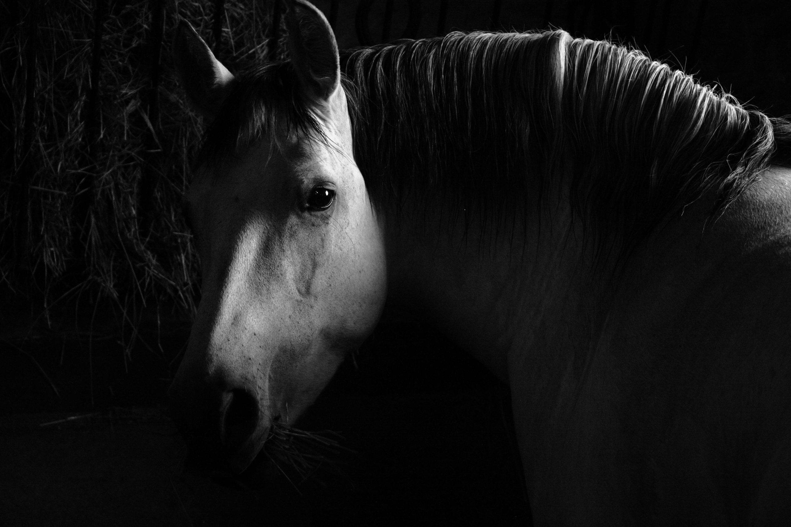 pexels kara kajuta 990292992 20202786